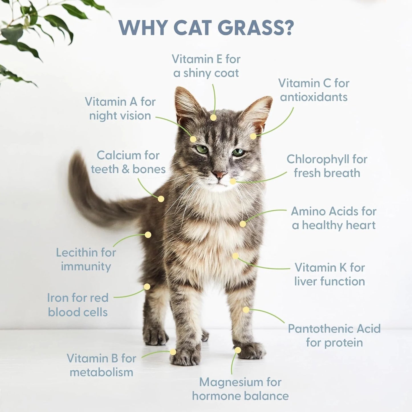 Organic Cat Grass Kit with Black Cat Ceramic Planter, Easy Indoor Planting Gift Set